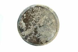 Güral Forest Teller 29cm